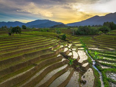 Beautiful morning view indonesia panorama landscape paddy fields with beauty color and sky natural light