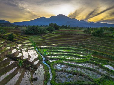 Beautiful morning view indonesia panorama landscape paddy fields with beauty color and sky natural light