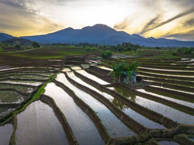 Beautiful morning view indonesia panorama landscape paddy fields with beauty color and sky natural light