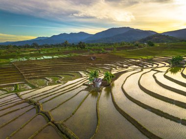 Beautiful morning view indonesia panorama landscape paddy fields with beauty color and sky natural light