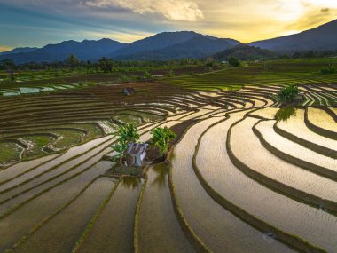 Beautiful morning view indonesia panorama landscape paddy fields with beauty color and sky natural light