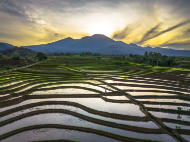 Beautiful morning view indonesia panorama landscape paddy fields with beauty color and sky natural light