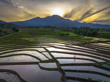 Beautiful morning view indonesia panorama landscape paddy fields with beauty color and sky natural light