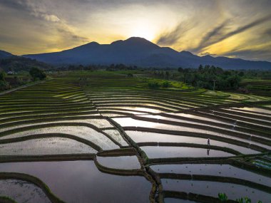 Beautiful morning view indonesia panorama landscape paddy fields with beauty color and sky natural light