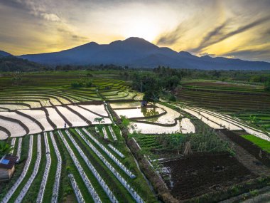 Beautiful morning view indonesia panorama landscape paddy fields with beauty color and sky natural light