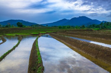 Beautiful morning view indonesia panorama landscape paddy fields with beauty color and sky natural light