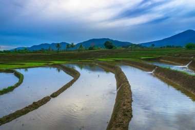 Beautiful morning view indonesia panorama landscape paddy fields with beauty color and sky natural light