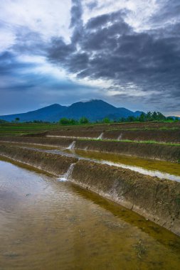 Beautiful morning view indonesia panorama landscape paddy fields with beauty color and sky natural light