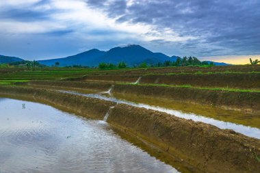 Beautiful morning view indonesia panorama landscape paddy fields with beauty color and sky natural light