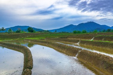 Beautiful morning view indonesia panorama landscape paddy fields with beauty color and sky natural light