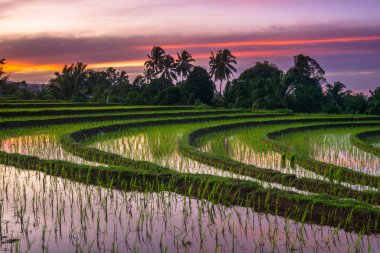 Beautiful morning view indonesia panorama landscape paddy fields with beauty color and sky natural light