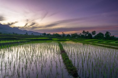 Beautiful morning view indonesia panorama landscape paddy fields with beauty color and sky natural light
