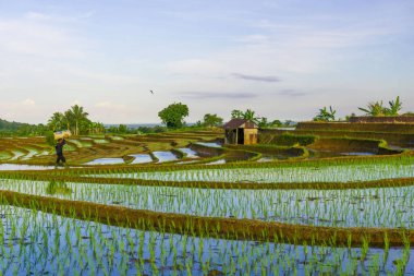 Beautiful morning view indonesia panorama landscape paddy fields with beauty color and sky natural light