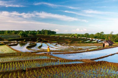 Beautiful morning view indonesia panorama landscape paddy fields with beauty color and sky natural light
