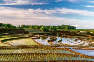 Beautiful morning view indonesia panorama landscape paddy fields with beauty color and sky natural light