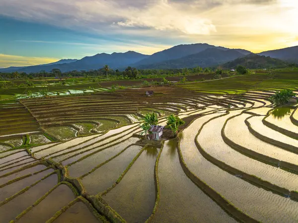 Beautiful morning view indonesia panorama landscape paddy fields with beauty color and sky natural light