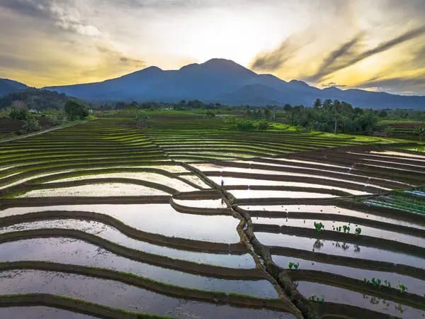 Beautiful morning view indonesia panorama landscape paddy fields with beauty color and sky natural light