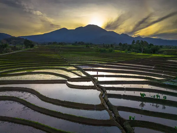Beautiful morning view indonesia panorama landscape paddy fields with beauty color and sky natural light
