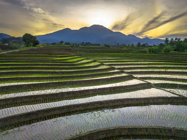 Beautiful morning view indonesia panorama landscape paddy fields with beauty color and sky natural light