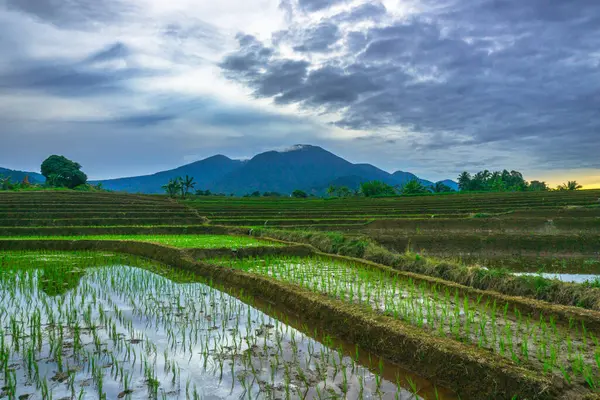 Beautiful morning view indonesia panorama landscape paddy fields with beauty color and sky natural light