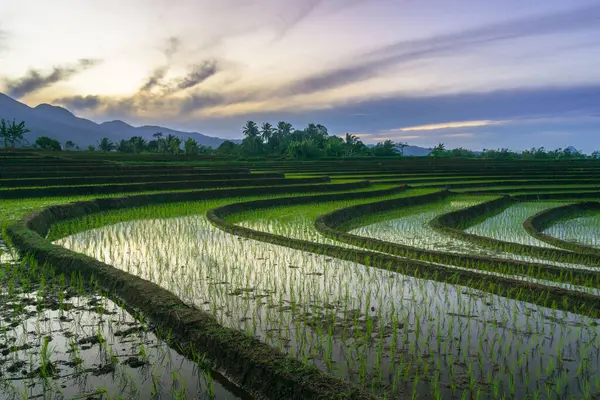 Beautiful morning view indonesia panorama landscape paddy fields with beauty color and sky natural light
