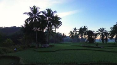 Beautiful morning view indonesia panorama landscape paddy fields with beauty color and sky natural light