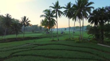 Beautiful morning view indonesia panorama landscape paddy fields with beauty color and sky natural light