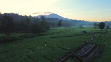 Beautiful morning view indonesia panorama landscape paddy fields with beauty color and sky natural light
