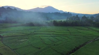 Beautiful morning view indonesia panorama landscape paddy fields with beauty color and sky natural light