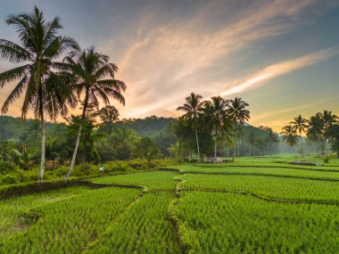 Beautiful morning view indonesia panorama landscape paddy fields with beauty color and sky natural light