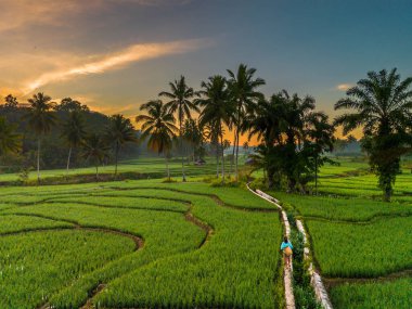 Beautiful morning view indonesia panorama landscape paddy fields with beauty color and sky natural light