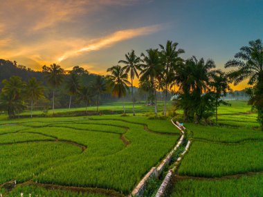 Beautiful morning view indonesia panorama landscape paddy fields with beauty color and sky natural light