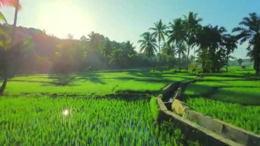 Beautiful morning view indonesia panorama landscape paddy fields with beauty color and sky natural light