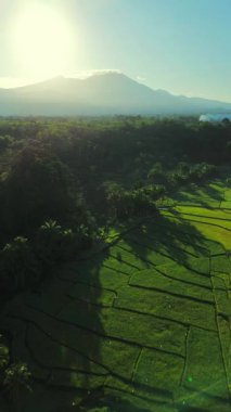 Beautiful morning view indonesia panorama landscape paddy fields with beauty color and sky natural light