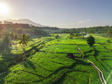 Beautiful morning view indonesia panorama landscape paddy fields with beauty color and sky natural light