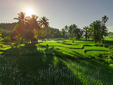 Beautiful morning view indonesia panorama landscape paddy fields with beauty color and sky natural light