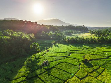 Beautiful morning view indonesia panorama landscape paddy fields with beauty color and sky natural light