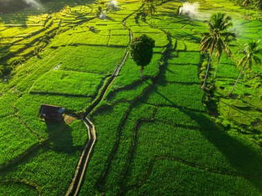 Beautiful morning view indonesia panorama landscape paddy fields with beauty color and sky natural light