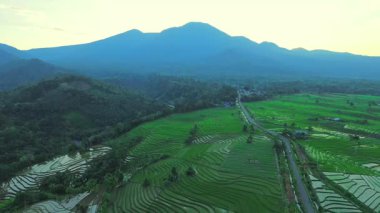 Endonezya tarım endüstrisinin güzel sabah manzarası güzel gökyüzü renkleriyle pirinç tarlaları doğal ışık