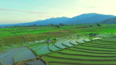 Endonezya tarım endüstrisinin güzel sabah manzarası güzel gökyüzü renkleriyle pirinç tarlaları doğal ışık