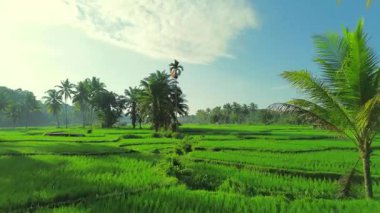 Endonezya tarım endüstrisinin güzel sabah manzarası güzel gökyüzü renkleriyle pirinç tarlaları doğal ışık