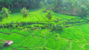 Endonezya tarım endüstrisinin güzel sabah manzarası güzel gökyüzü renkleriyle pirinç tarlaları doğal ışık
