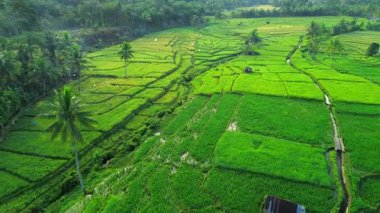 Endonezya tarım endüstrisinin güzel sabah manzarası güzel gökyüzü renkleriyle pirinç tarlaları doğal ışık