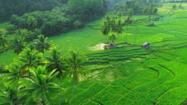 Endonezya tarım endüstrisinin güzel sabah manzarası güzel gökyüzü renkleriyle pirinç tarlaları doğal ışık
