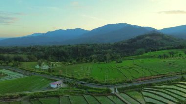 Endonezya tarım endüstrisinin güzel sabah manzarası güzel gökyüzü renkleriyle pirinç tarlaları doğal ışık