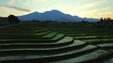 Endonezya tarım endüstrisinin güzel sabah manzarası güzel gökyüzü renkleriyle pirinç tarlaları doğal ışık