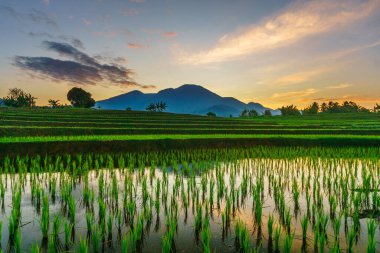 Beautiful morning view indonesia panorama landscape paddy fields with beauty color and sky natural light