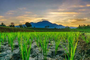 Beautiful morning view indonesia panorama landscape paddy fields with beauty color and sky natural light