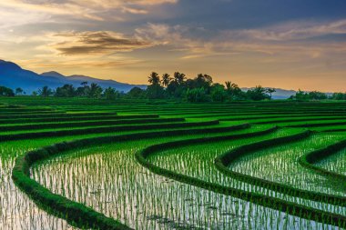 Beautiful morning view indonesia panorama landscape paddy fields with beauty color and sky natural light