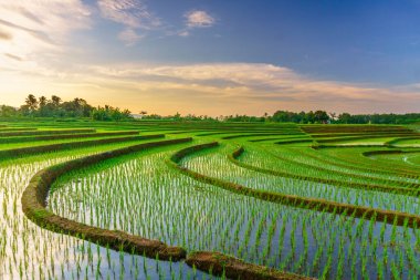Beautiful morning view indonesia panorama landscape paddy fields with beauty color and sky natural light